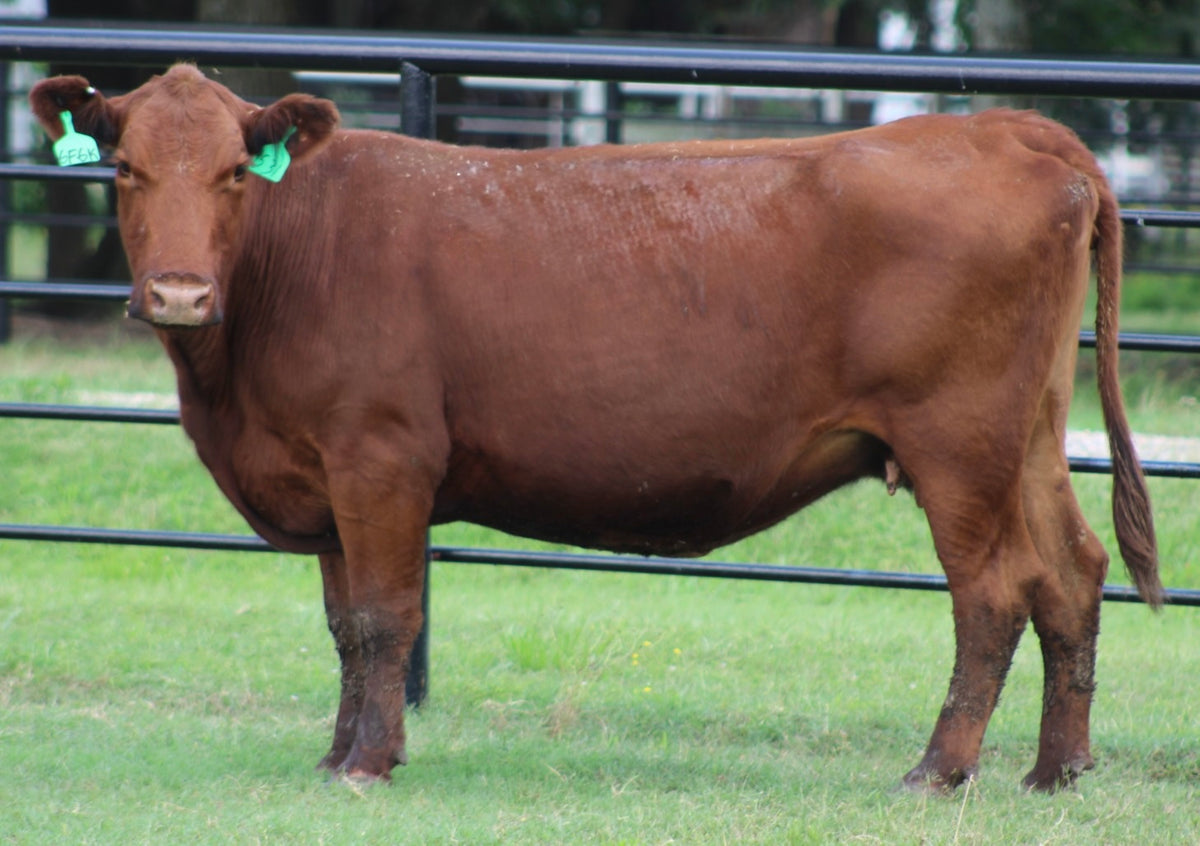 Red Angus Bred Cows