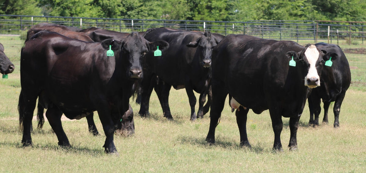Brangus Cows- Bred