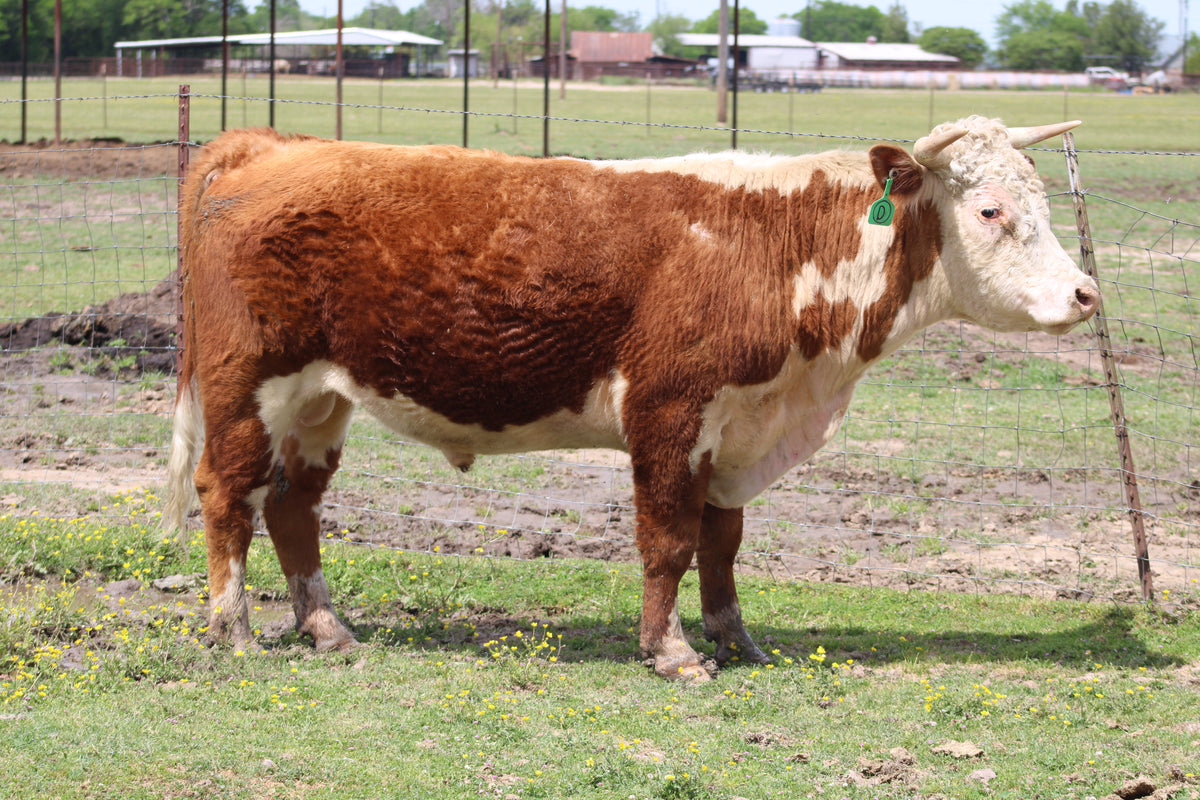 #3342 Hereford Bull