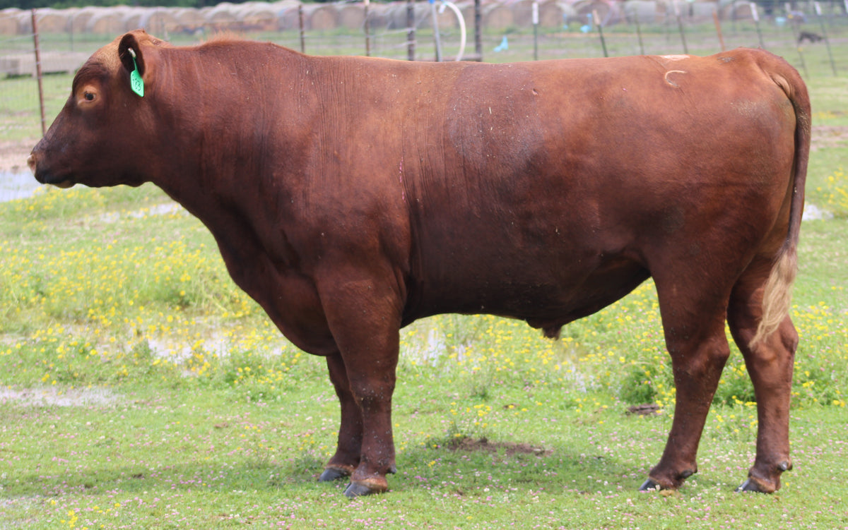 #983 Red Angus Bull