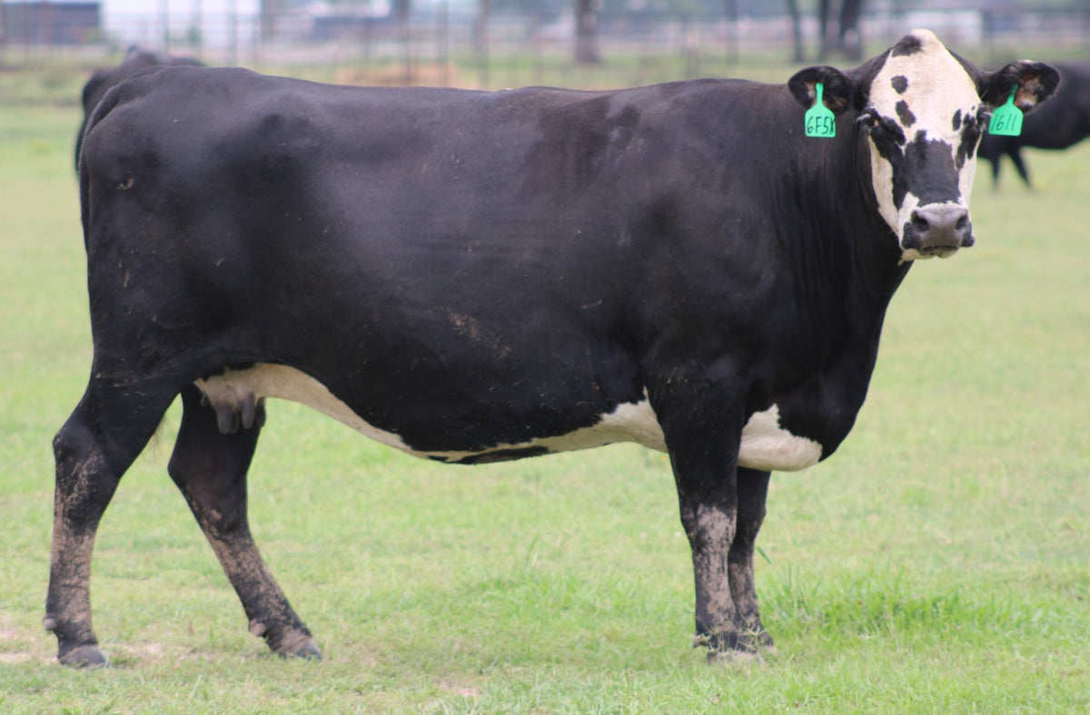 Black Baldy/Motley Bred Cows