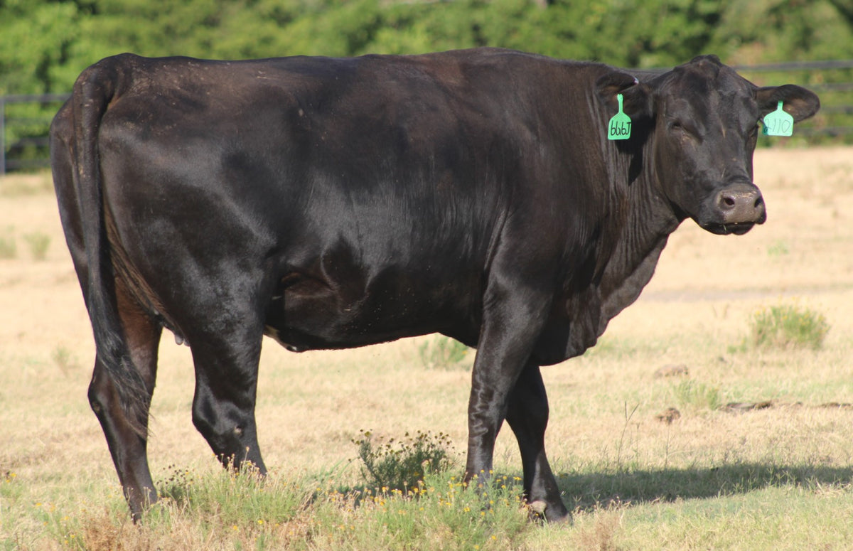Angus Cows- Bred
