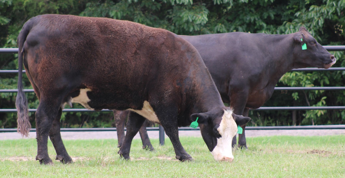 Black Baldy/Motley Bred Cows