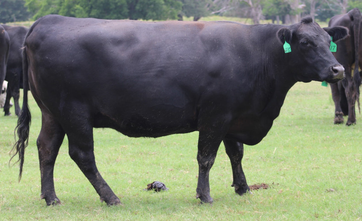 Angus Cows- Bred