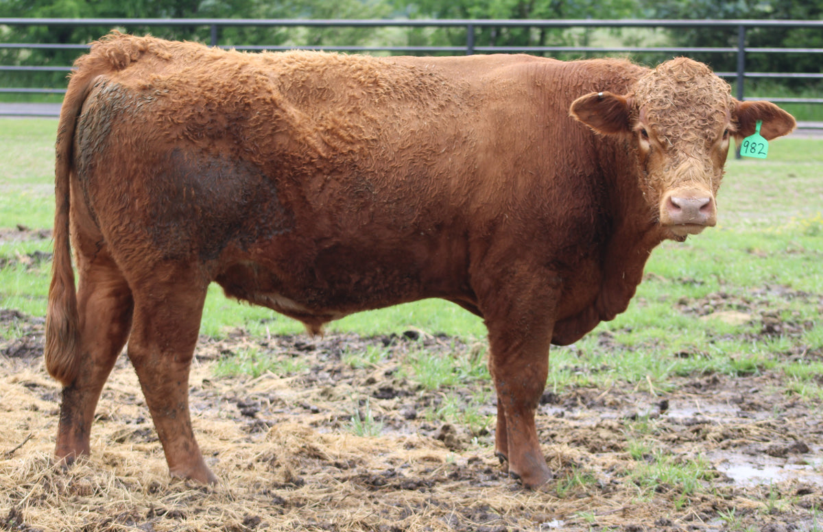 #982 Red Angus Bull
