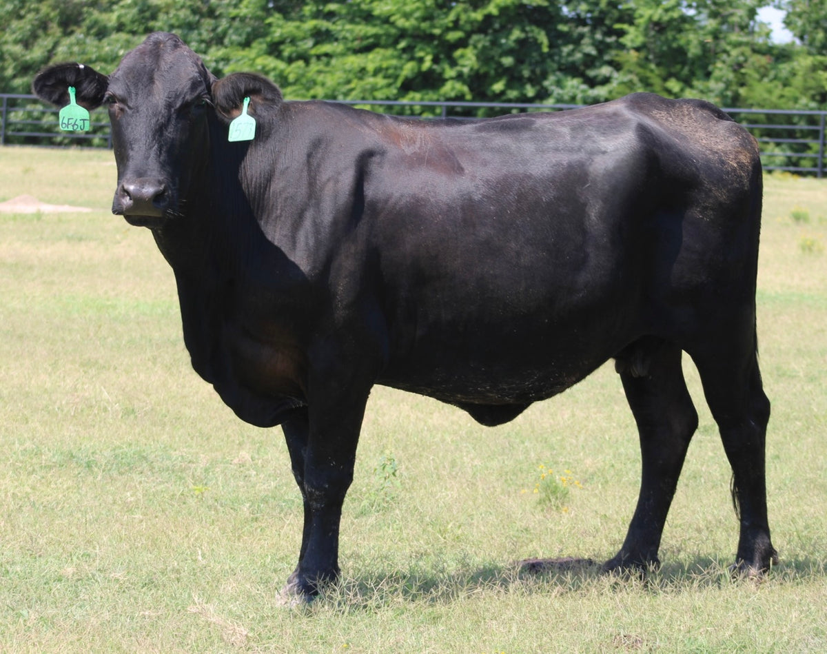 Brangus Cows- Bred