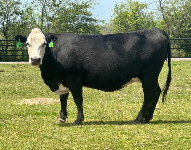 Black Baldy/Motley Bred Cows