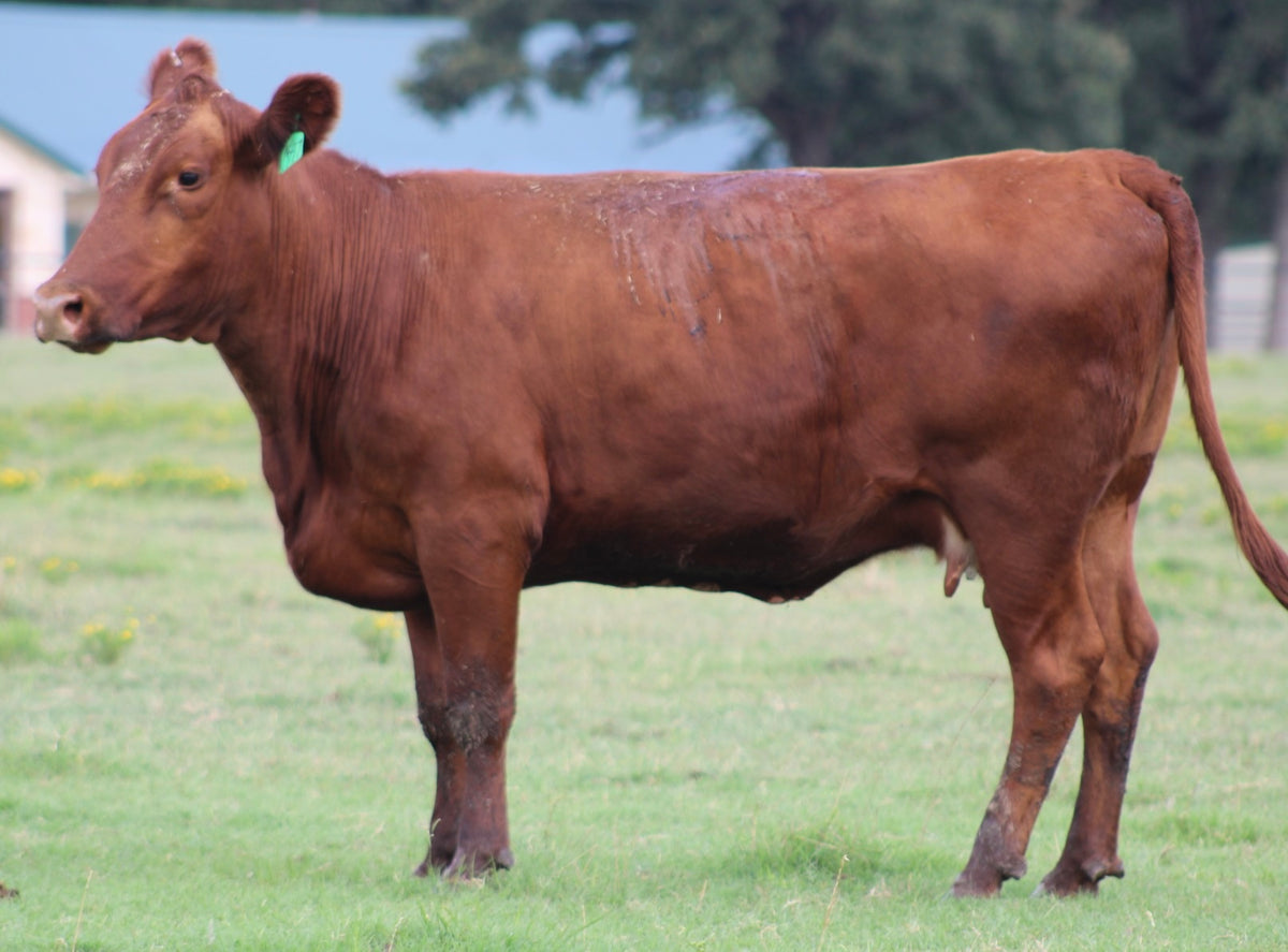 Red Angus Bred Cows