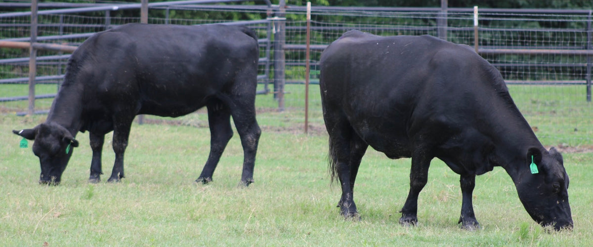 Angus Cows- Bred