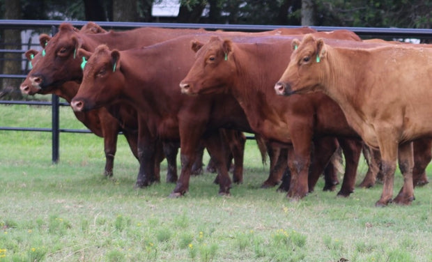 Red Angus Bred Cows