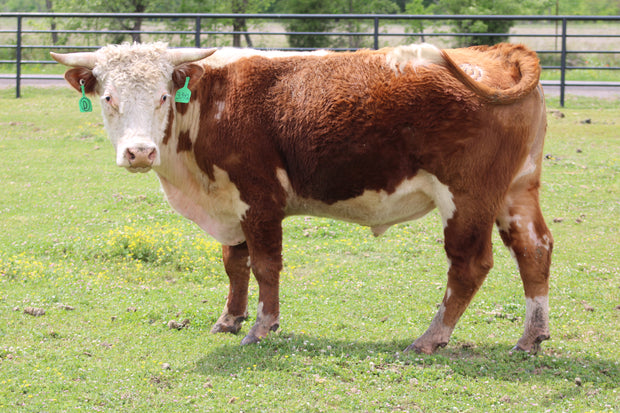 #3342 Hereford Bull