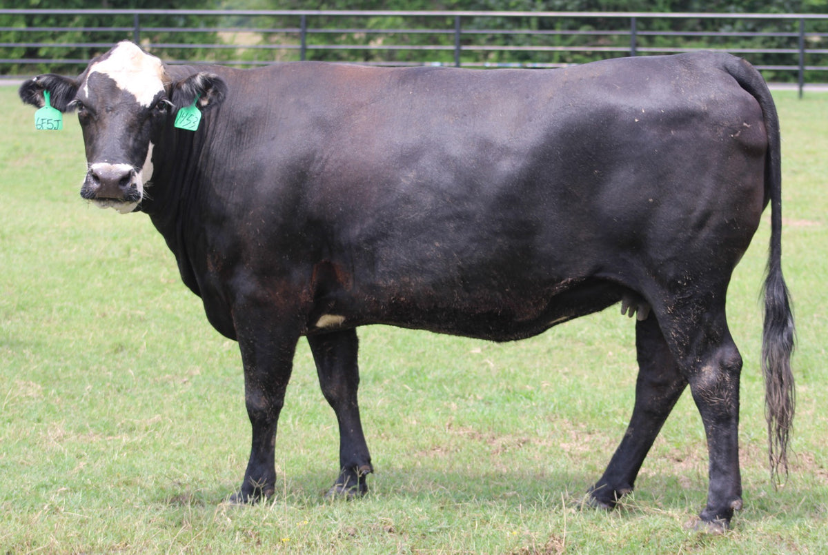 Black Baldy/Motley Bred Cows
