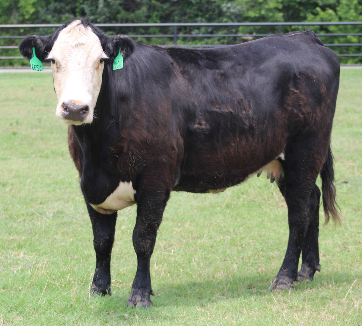 Black Baldy/Motley Bred Cows