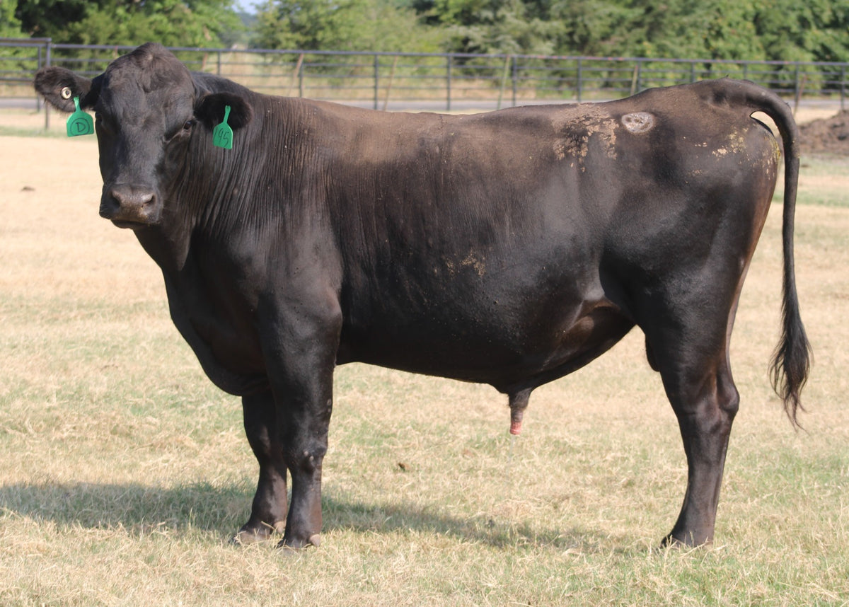 Angus Bull