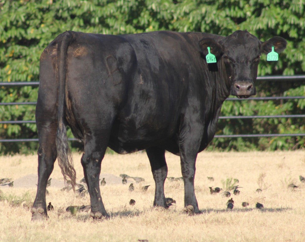 Angus Cows- Bred
