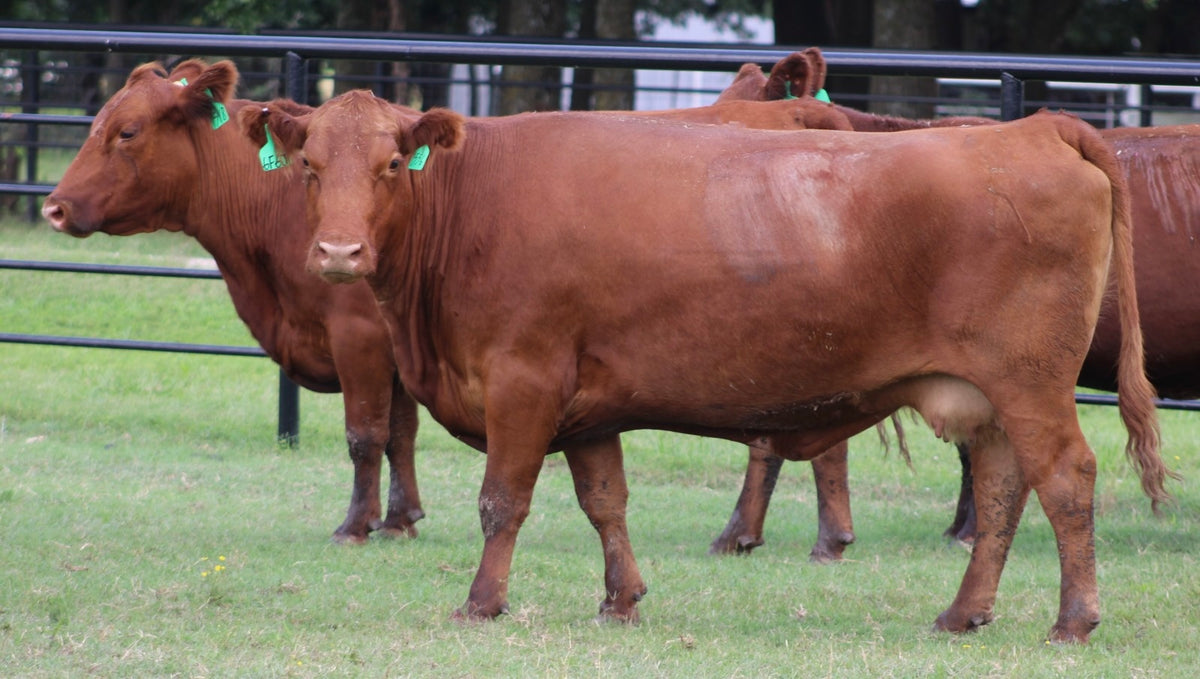 Red Angus Bred Cows
