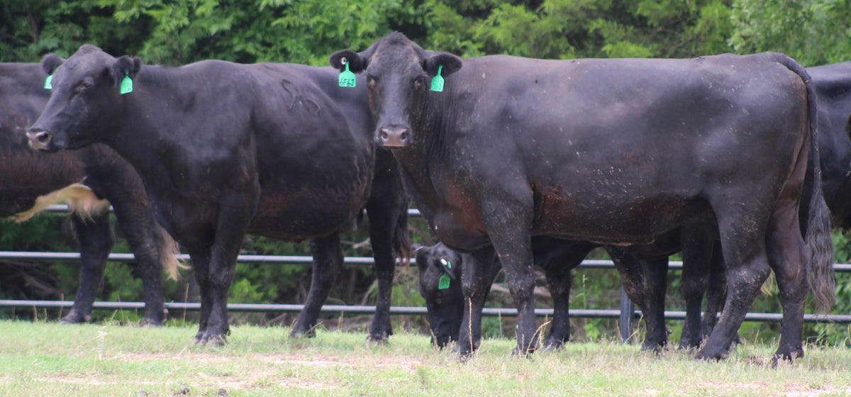 Angus Cows- Bred