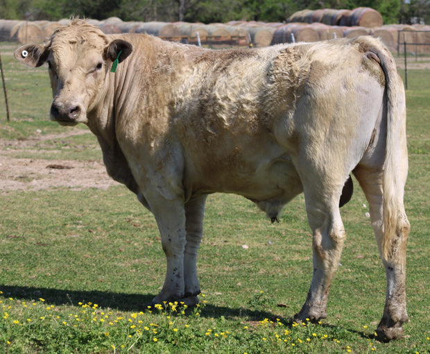 #515 Charolais Bull