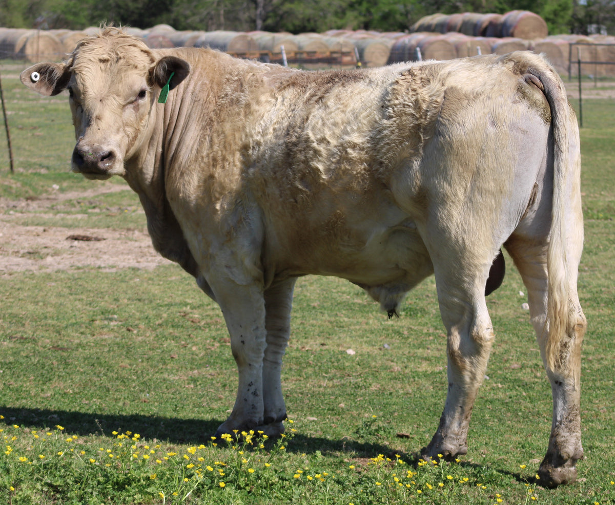 #515 Charolais Bull