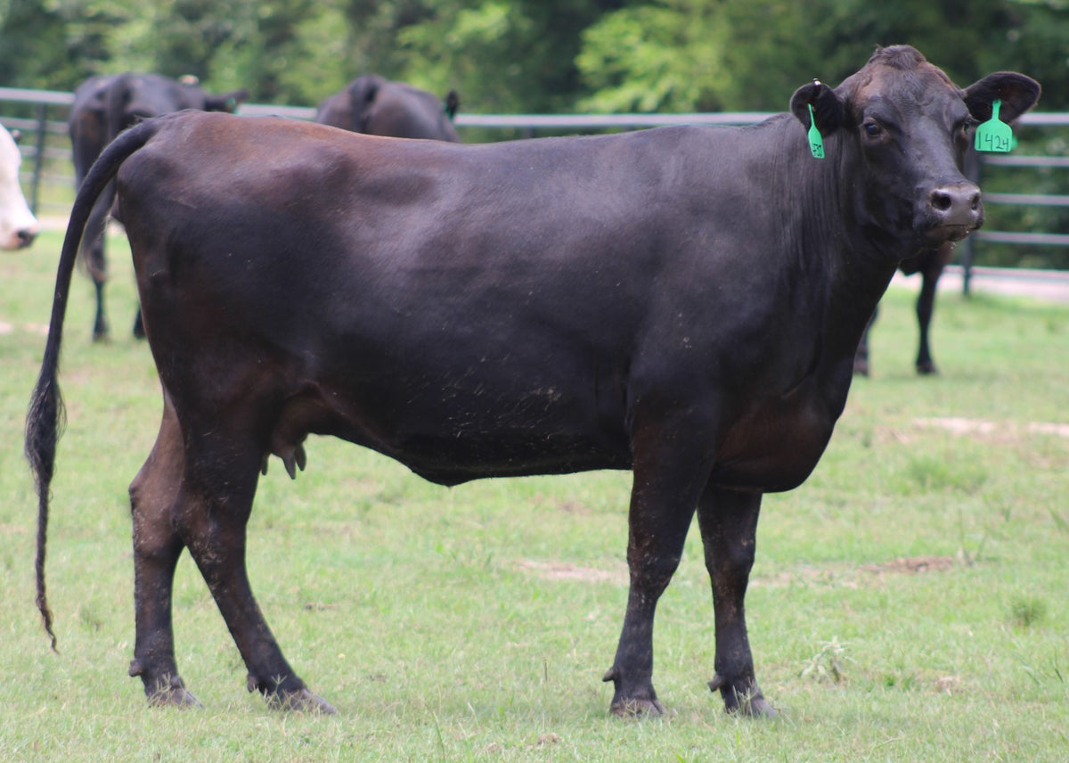 Angus Cows- Bred