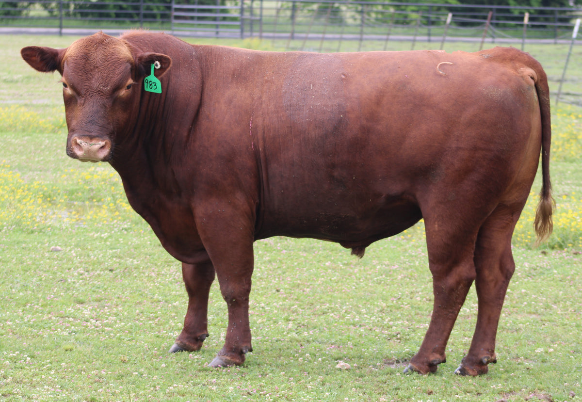 #983 Red Angus Bull