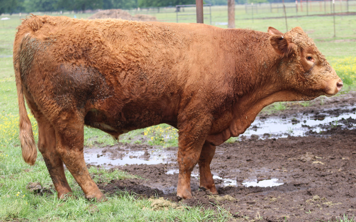 #982 Red Angus Bull