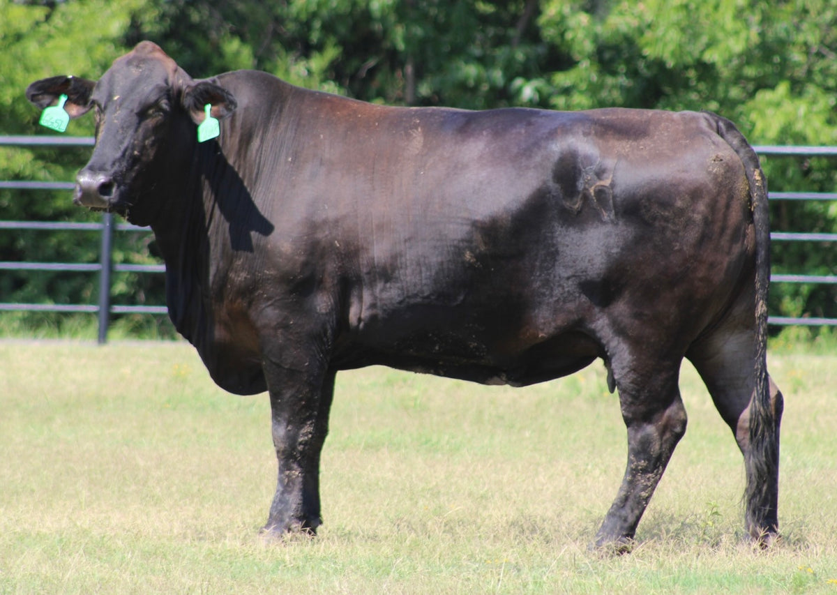 Brangus Cows- Bred