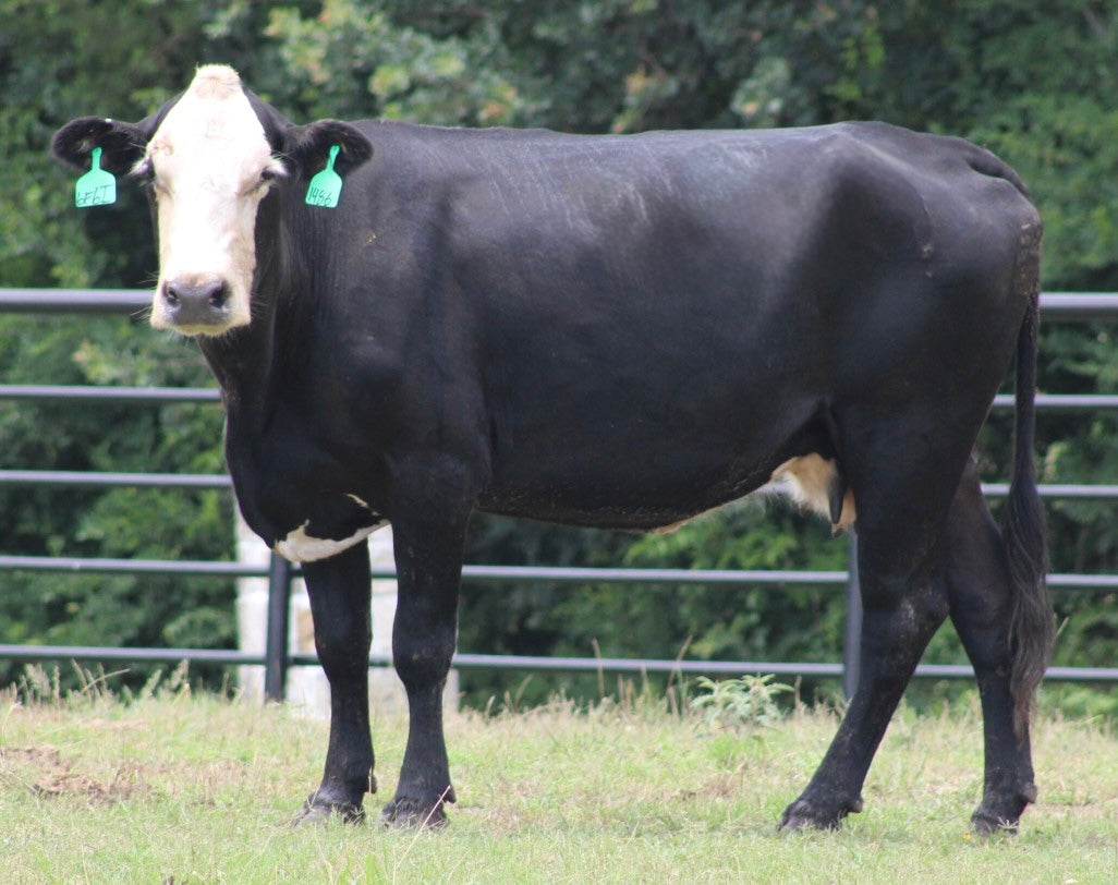 Black Baldy/Motley Bred Cows