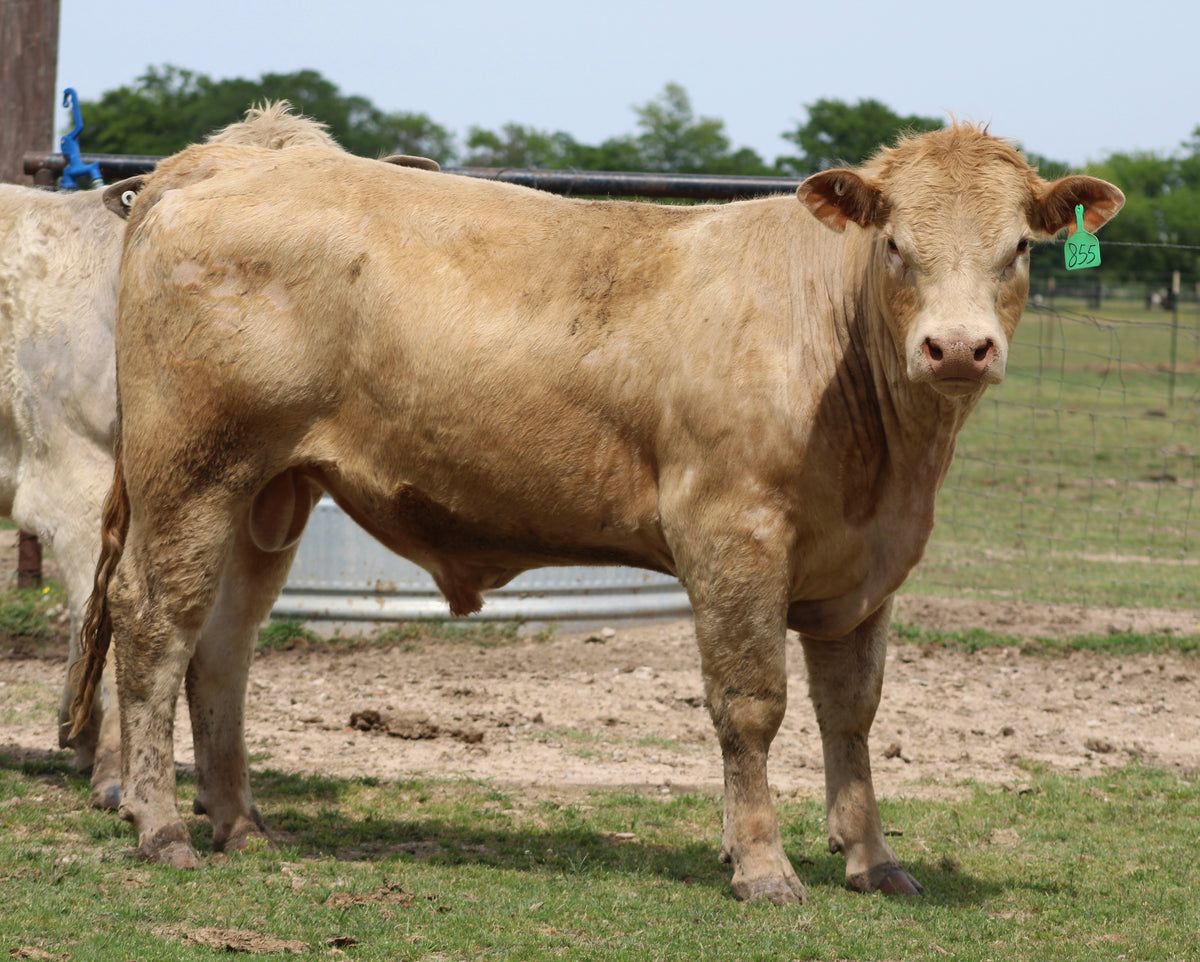 #855 Charolais Bull