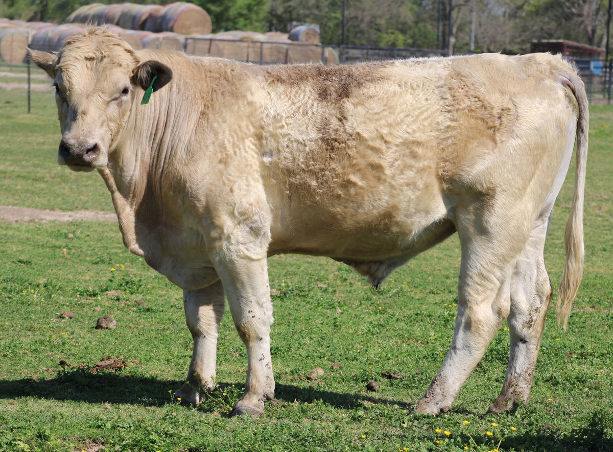 #515 Charolais Bull