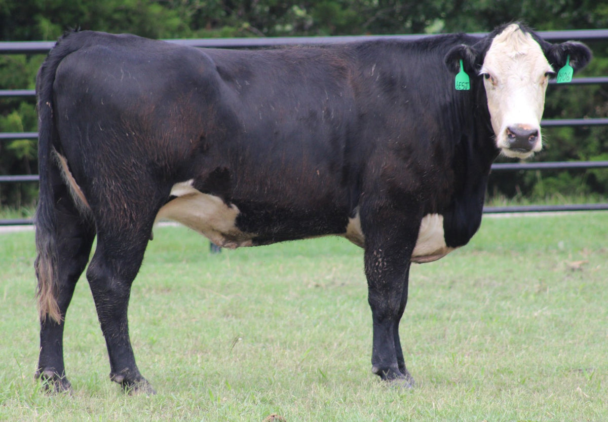 Black Baldy/Motley Bred Cows