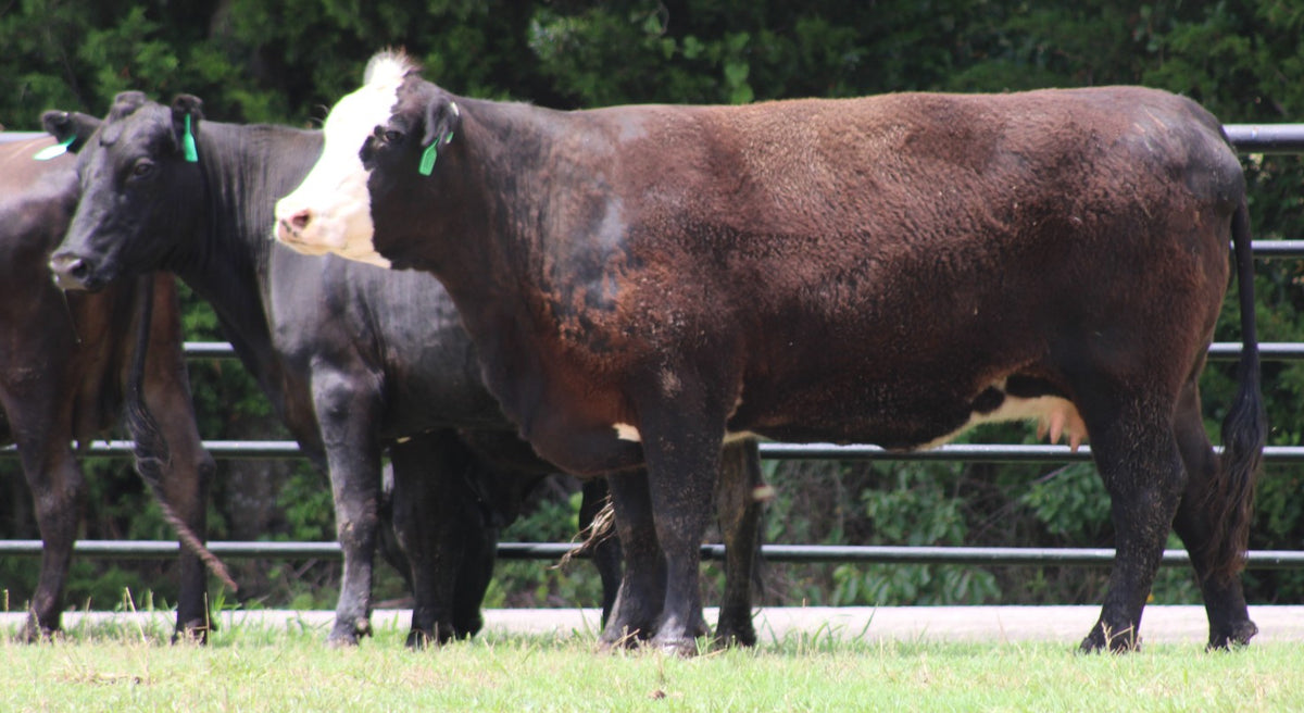Black Baldy/Motley Bred Cows