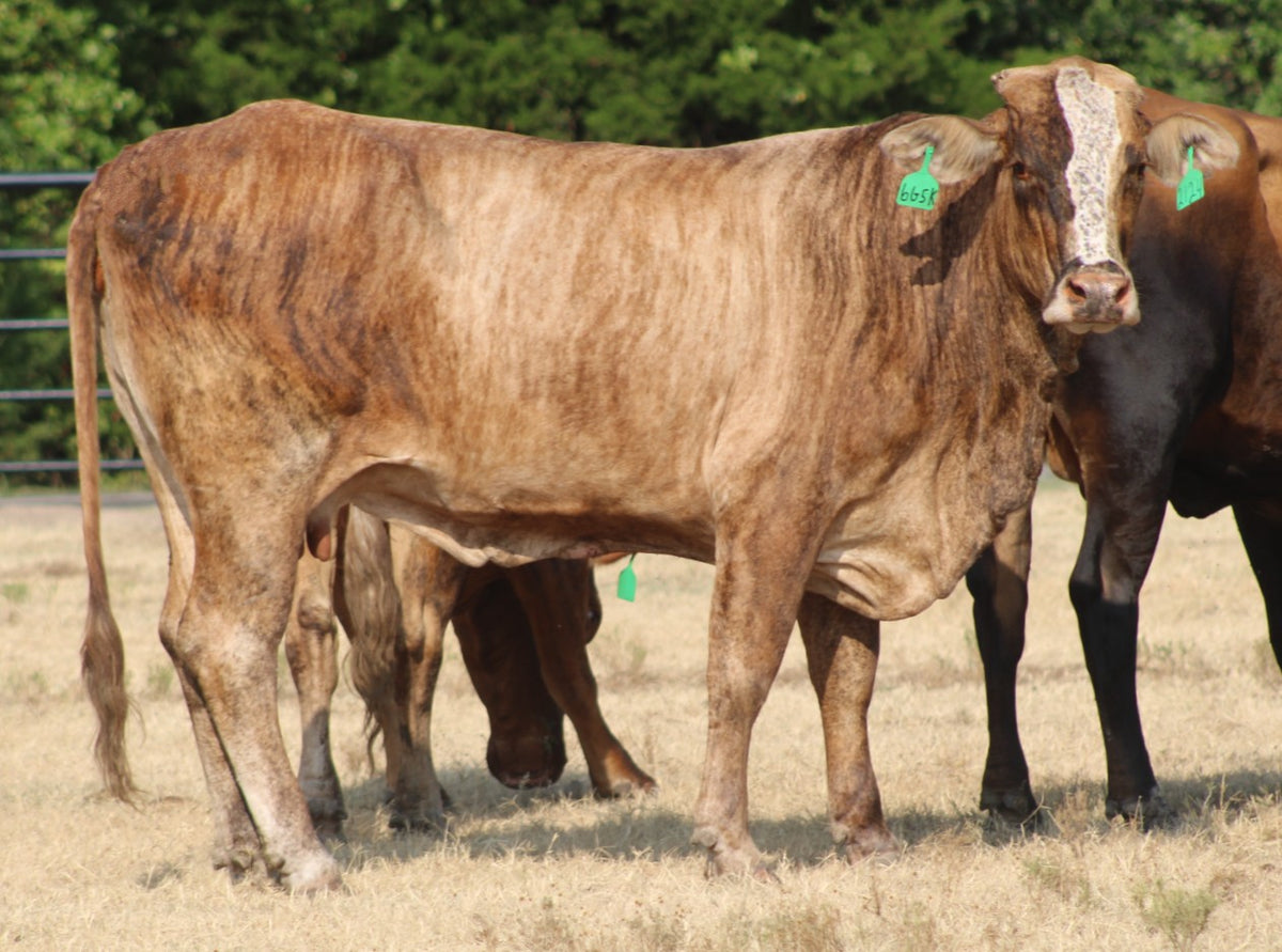 Braford/Tigerstripe Cows- Bred