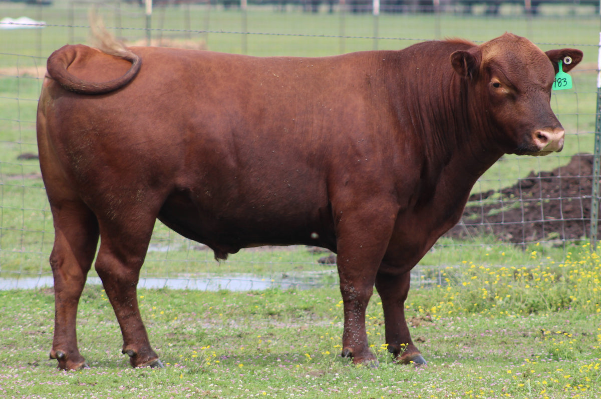 #983 Red Angus Bull