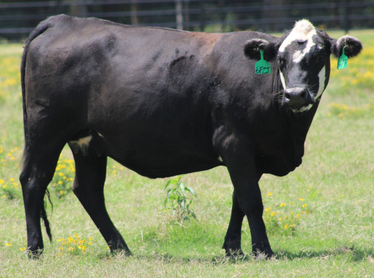 Black Baldy/Motley Bred Cows