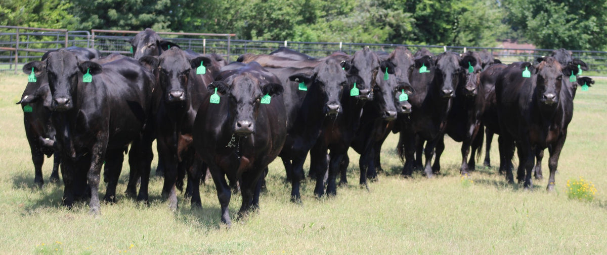 Brangus Cows- Bred