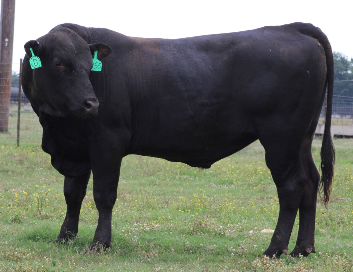 Angus Bull