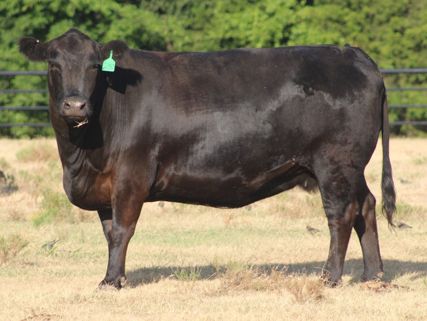 Angus Cows- Bred