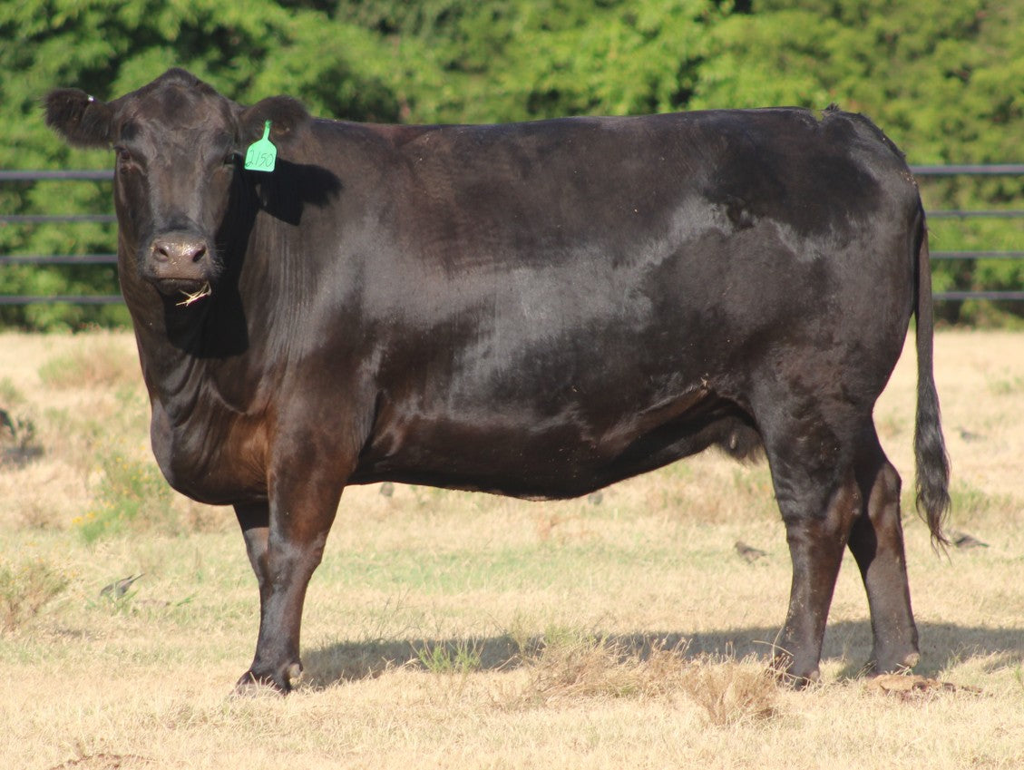 Angus Cows- Bred