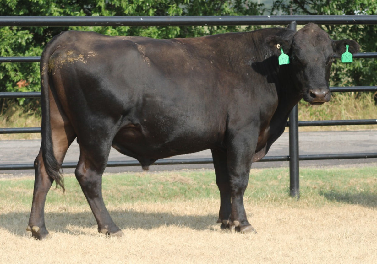 Angus Bull