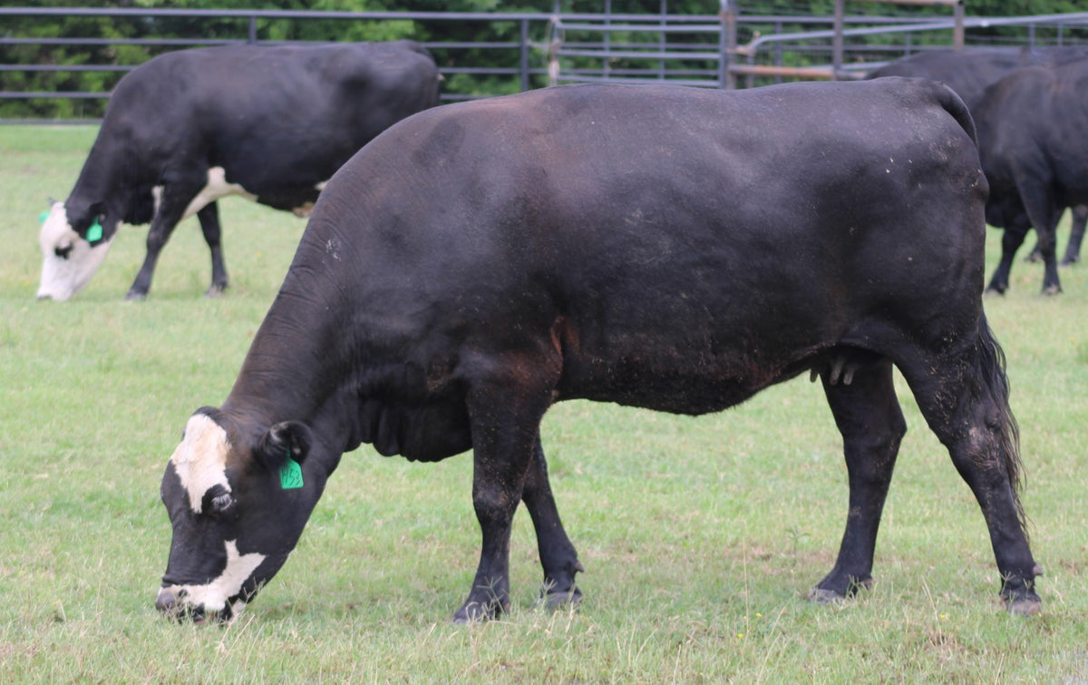 Black Baldy/Motley Bred Cows