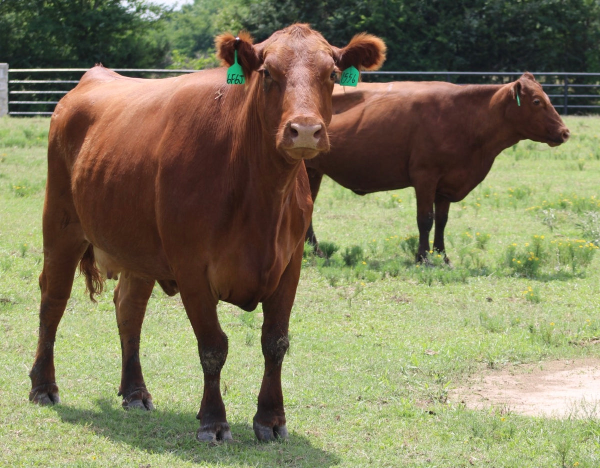 Red Angus Bred Cows