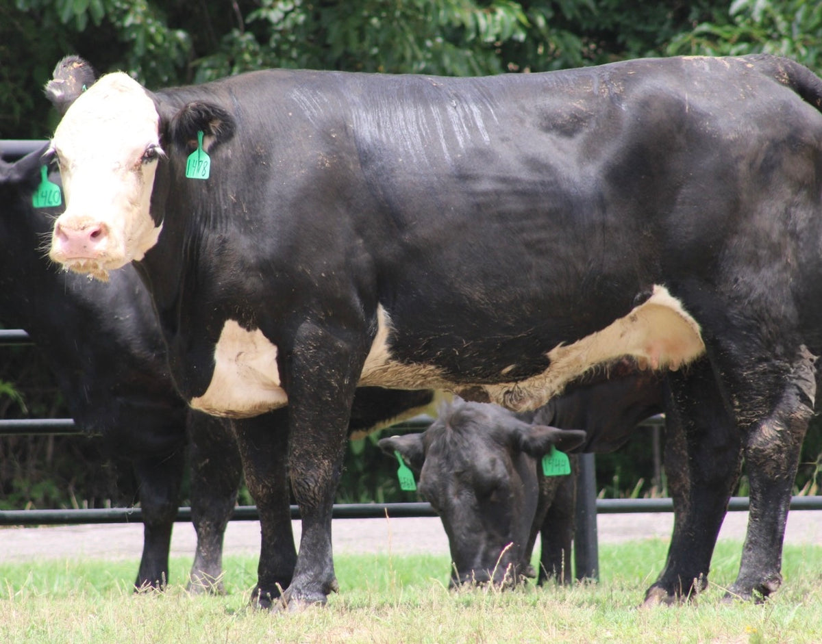 Black Baldy/Motley Bred Cows