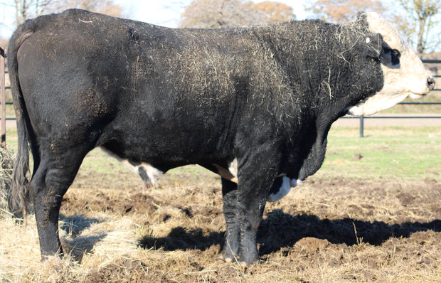 Brangus “Super” Baldy Bull