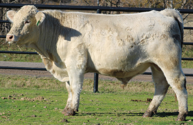 Charolais Bull