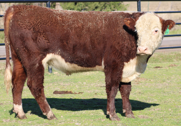 Hereford Bull