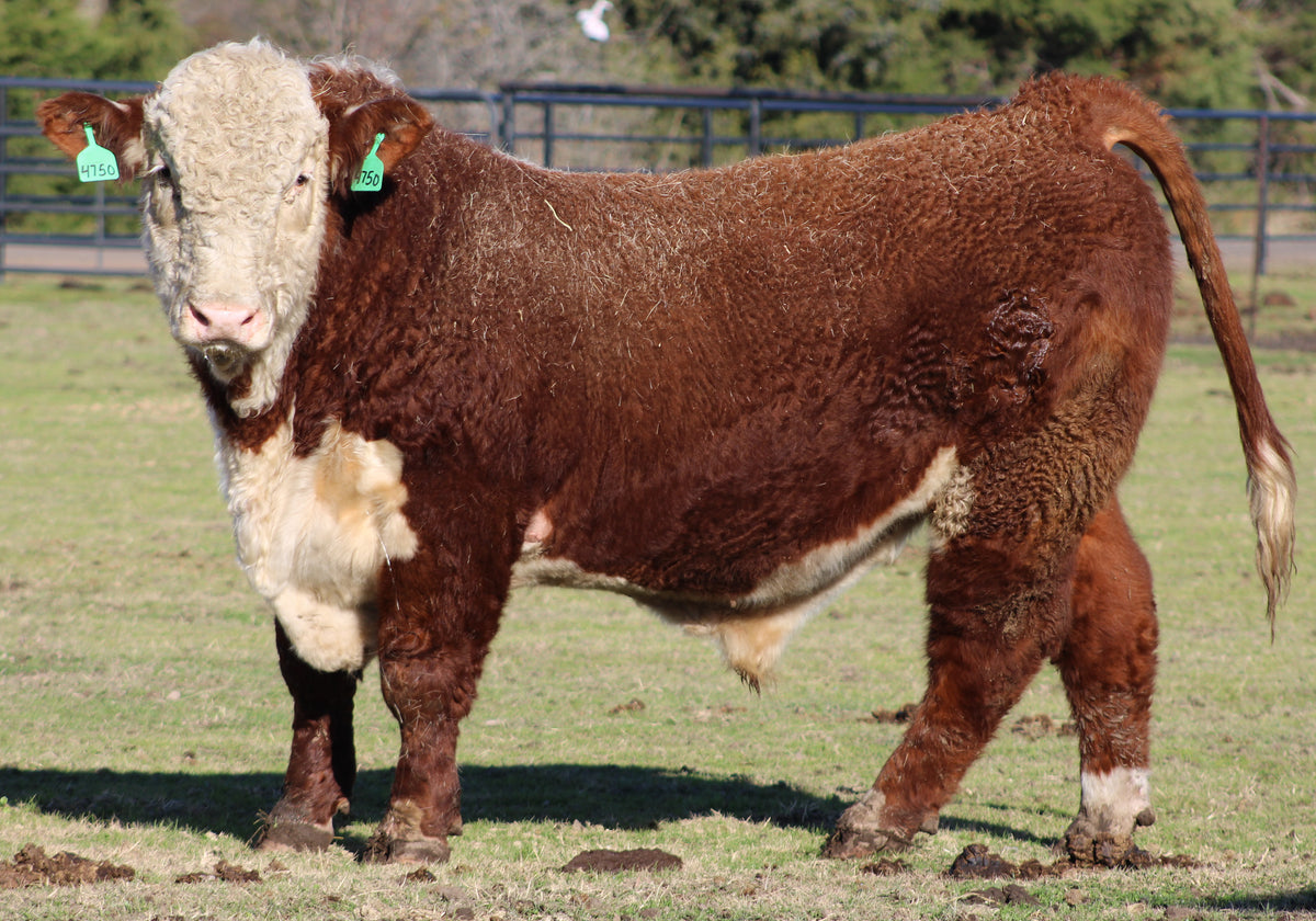 Registered Hereford Bull