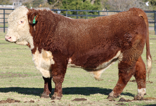 Registered Hereford Bull