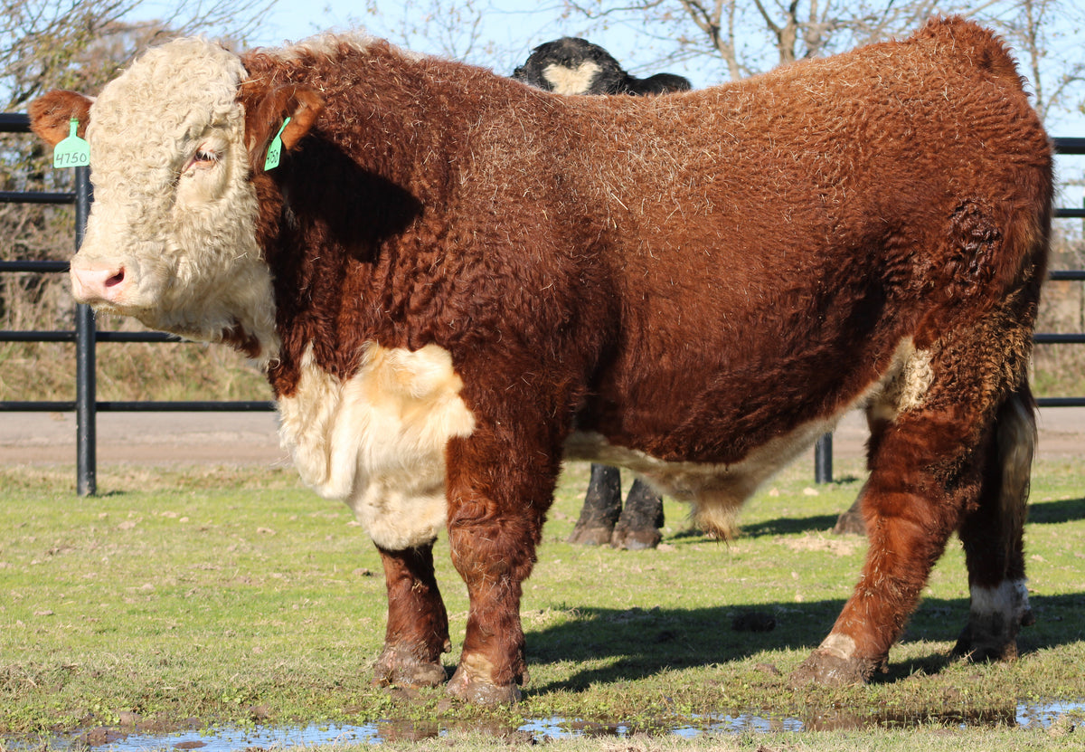 Registered Hereford Bull