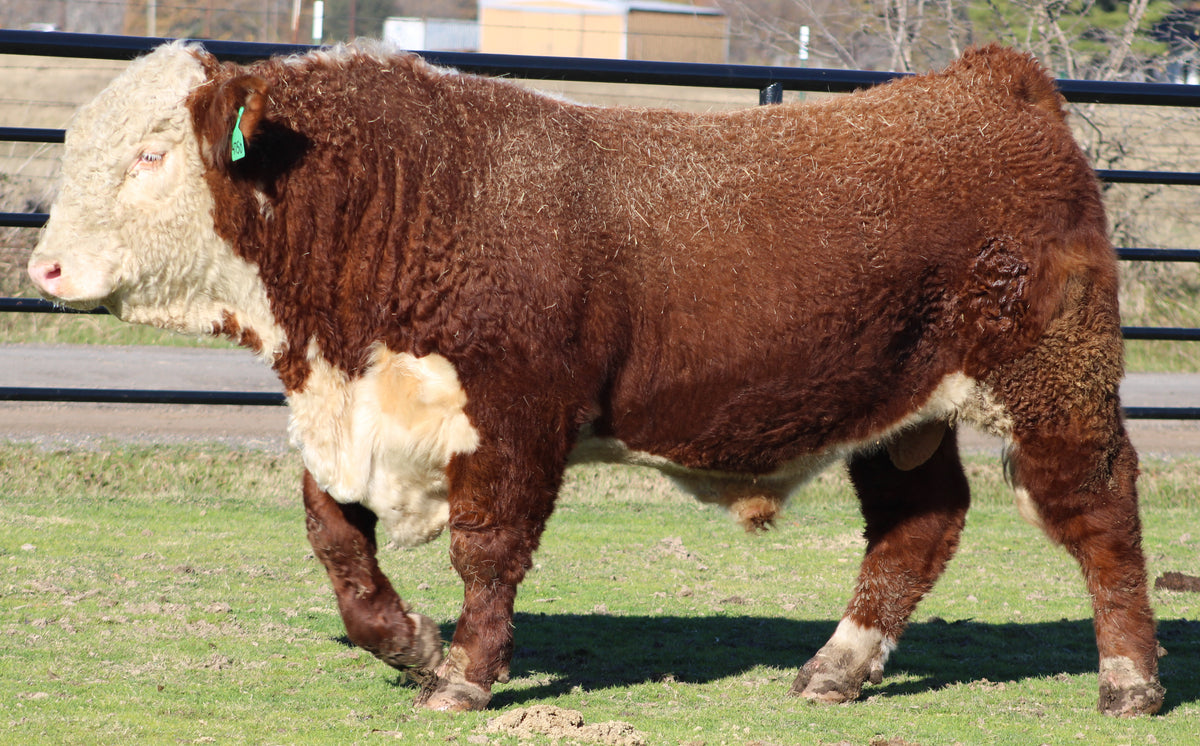 Registered Hereford Bull